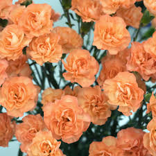 Light Orange Carnation Flower Seeds For Planting