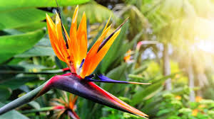 Strelitzia Flower Seeds Mix For Vibrant Planting And Gardening