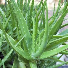 Aloe Vera Seeds Planting Kit for Easy Growth