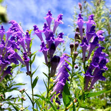 Purple Scutellaria Seeds For Perennial Planting Flower