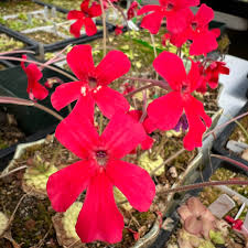 Red Laueana Butterwort Flower Seeds Planting