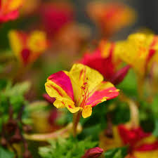 Yellow & Red Mirabilis Flower Seeds For Planting - Vibrant Blooms