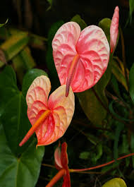 Anthurium Linden Araceae Seeds For Planting - Orange & Green Foliage Flower