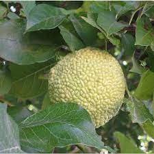 Osage Orange Seeds For Planting - Grow Your Own Trees