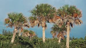 Sabal Palmetto Planting Tree Seeds For Coastal Gardens