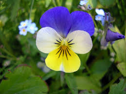 Viola Tricolor Planting Flower Seeds For Vibrant Gardens - Organic Multi-Colored Blooms