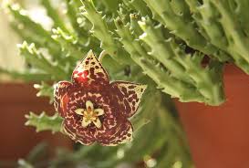 Stapelia Variegata Flower Seeds Planting