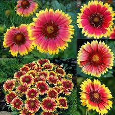 Gaillardia Flower Seeds: Planting For A Colorful Garden