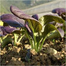 Choi Bok Choy Dark Purple Seeds - Easy Planting For A Vibrant Vegetable Garden Seeds