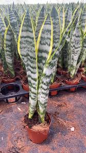 Sansevieria Plant Seeds Planting Light Green