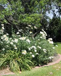 Romneya Coulteri Matilija Poppy Seeds Flower