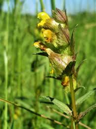 Rhinanthus Plant Seeds Planting