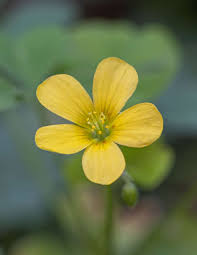 Yellow Oxalis Laciniata Flower Seeds Planting