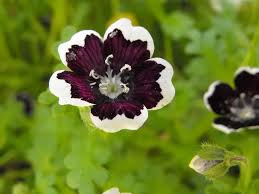 Black Menziesii Flower Seeds Grow Stunning Blooms In Your Garden