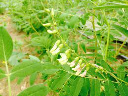 Guide To Planting White Astragalus Seeds