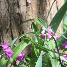 Hardy Tradescantia Spiderwort Seeds For Planting Flower