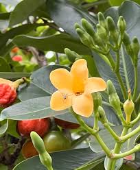 Fragrant Flower Seeds For Planting: Fagraea