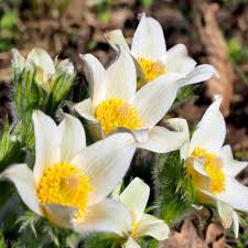 Yellow Anemone Pulsatilla Seeds For Bright Planting Spots Flower