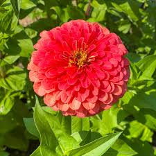 Zinnia Flower Seeds in Bright Orange for Colorful Gardens