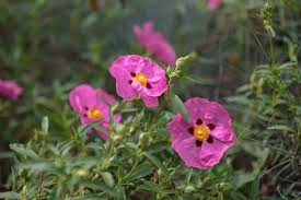 Hardy Cistus Flower Seeds For Planting