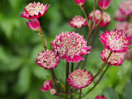 Astrantia Seeds For Starry Blooms Planting Flower