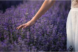 Fragrant Lavender Seeds For Planting Beautiful Flowers Flower