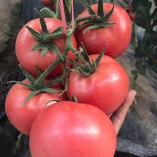 Dark Pink Tomato Seeds For Vegetable Planting Seeds