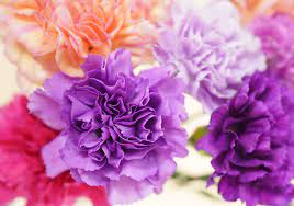 Violet Carnation Flower Seeds For Easy Planting