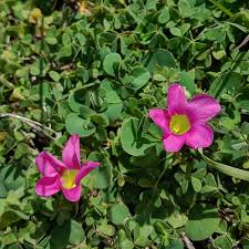 African Oxalis Flower Seeds - Vibrant Exotic Gardens Collection