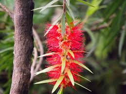 Bottle Brush Melaleuca Flower Seeds For Planting | Unique Tree