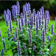 Lavender Mint Seeds For Easy Planting