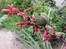 Yucca Planting Flower Seeds For Desert Red