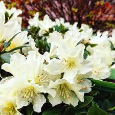 White Azalea Flower Seeds For Planting Delicate Charm