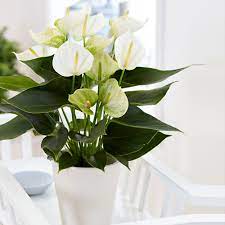 White Anthurium Linden Araceae Flower Seeds For Planting