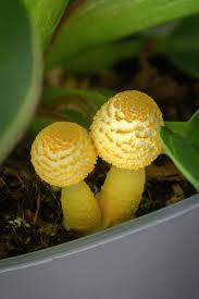 Yellow Mushrooms Planting Seeds