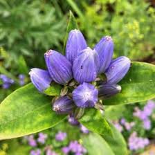 Violet Gentian Flower Seeds For Planting