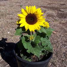 Sunflower Bonsai Planting Flower Seeds Black