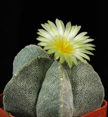 Planting Astrophytum Seeds For Cacti Lovers Herb