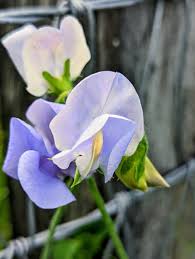 Sweet Pea Flower Seeds In Light Blue For Creating Fragrant Gardens