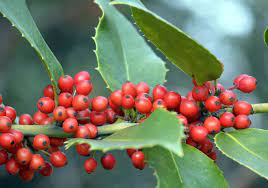 Red Ilex Opaca Seeds - Planting Pack