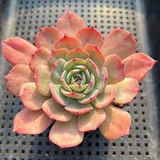 Echeveria Purpusorum Light Green Seeds - Perfect For Planting Herb