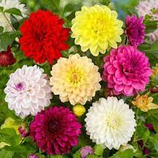 Two Color Dahlia Flower Seeds For Vibrant Garden Planting