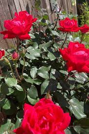 Dark Pink Rose Planting Seeds For Lush And Vibrant Gardens Flower