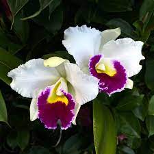 Exotic Cattleya Hybrida Seeds For Easy D-Planting