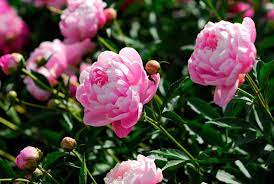 Light Pink Eustoma Flower Seeds For Easy Planting