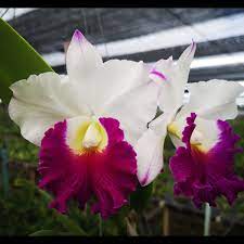 Exotic Cattleya Hybrida Seeds For Easy D-Planting