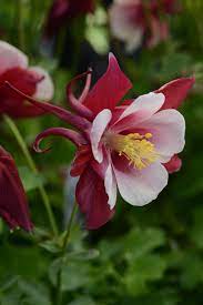 Aquilegia Dark Pink & White Seeds For Planting Flower