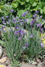 Sisyrinchium Montanum Flower Seeds For Planting