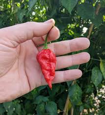 Dorset Naga Pepper Capsicum chinense for planting in vegetable patch
