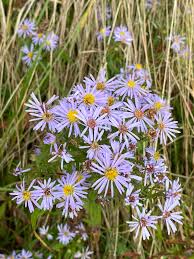 Aster Novi-Belgii Flower Seeds - Perfect For New York Planting